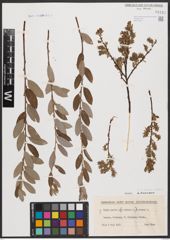 Foto von Salix aurita L. x Salix repens L.